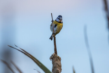 A Eurasian blue tit clings to a cattail stem against a soft light-blue background on a sunny autumn evening.	
