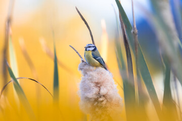 A Eurasian blue tit (Cyanistes caeruleus) perched on a fluffy cattail against a warm golden-yellow background on a sunny autumn evening.