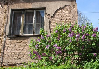 Old building facade with blooming lilac bush