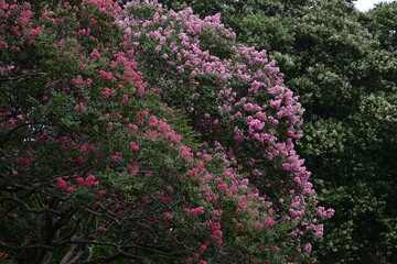 真夏の青空に映える