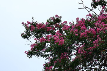 真夏の青空に映える