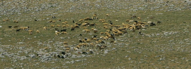 flock of sheeps
