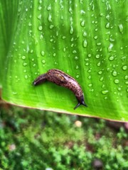 A baby snail (gastropod) is crawling on the surface of a banana leaf that has water droplets left from the rain.