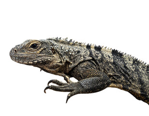 Obraz premium “Realistic Lizard Skin Texture with Claws and Tail Design”