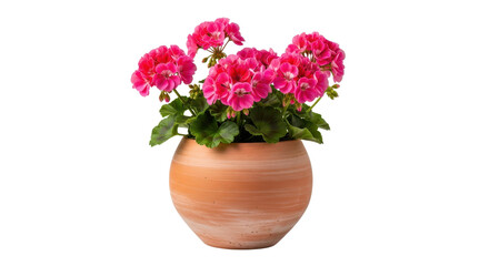 Bright Pink Geranium Flowers in Terracotta Clay Pot Isolated on White Background
