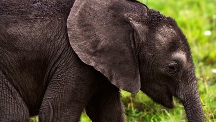 elephant in the zoo
