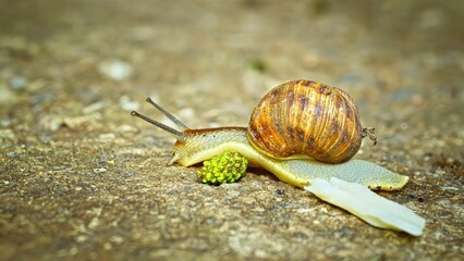 snail on a leaf