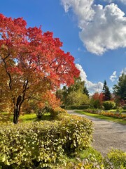 colorful autumn park with red and yellow trees in sunny weather with blue sky