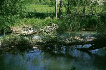 the river in the forest