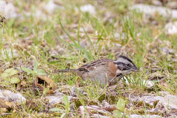 A rufous-collared sparrow searching food on the ground, in a farm in the eastern Andean mountains of central Colombia, near the Iguaque natural reserve.
