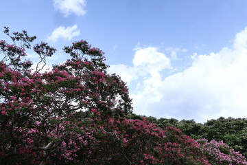 真夏の青空に映える