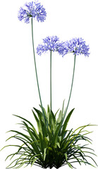 Fototapeta premium flower, isolated, plant, white, nature, blue, green, floral, leaf, purple, flowers, spring, blossom, petal, bloom, pink, flora, bluebell, wild, stem, beautiful, bouquet, wildflower, summer, natural