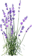 Obraz premium lavender, flower, purple, nature, plant, garden, flowers, field, summer, spring, herb, blossom, flora, bloom, violet, beauty, blue, floral, aromatherapy, aroma, macro, color, herbal, close up, medicin