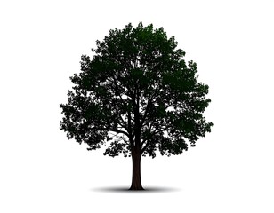 Fototapeta premium Single tree silhouette against white
