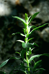 close up of green leaves of plant