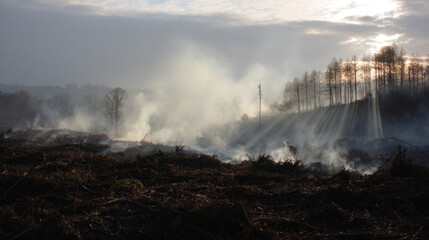 Forest smoke rising from burnt land under a cloudy sky with trees in the background and sunlight breaking through, creating a dramatic and eerie atmosphere.
