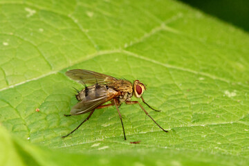 Fly