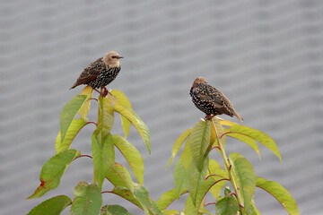 Young starling