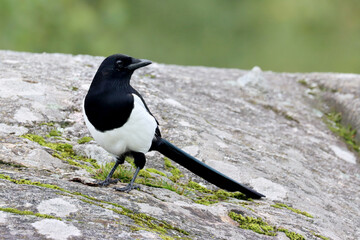 Magpie