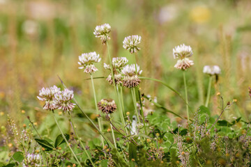White clover flowers blooming on the garden of a farm, in the eastern Andean mountains of central Colombia near the Iguaque natural reserve.