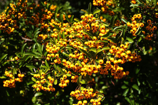 Yellow firethorn Pyracantha coccinea Soleil d&rsquo;Or with clusters of bright yellow berries. Dense shrub with glossy green foliage. Autumn ornamental plant with ripe fruits in natural outdoor setting.
