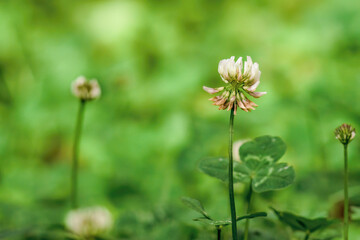 White clover flowers blooming on the garden of a farm, in the eastern Andean mountains of central Colombia near the Iguaque natural reserve.