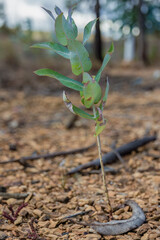 A very young eucalyptus tree growing on the gravel of the La Candelaria desert, in the eastern Andean mountains of central Colombia near the Iguaque natural reserve.