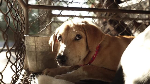 Sad brown dog in a cage at animal shelter, Ideal for concepts of compassion, stray animals, pet adoption campaigns, and humane society awareness