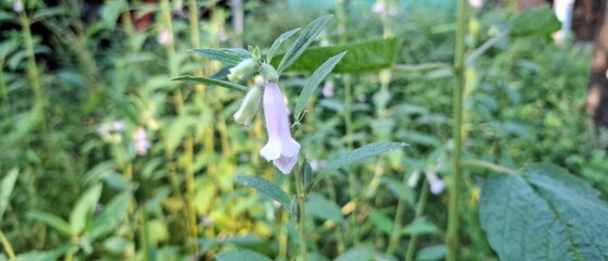 Delicate Purple Bellflower in a Lush Green Garden Setting with Soft Natural Light

