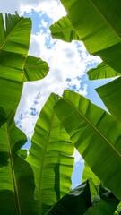 Lush banana leaves against a cloudy sky