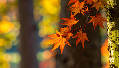 Vibrant orange maple leaves in autumn sunlight, with blurred trees and bokeh in the background