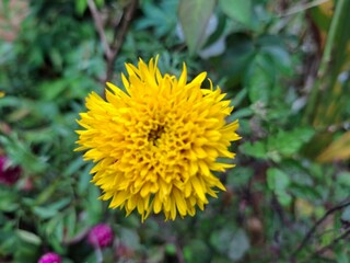 Vivid Yellow Flower in a Lush Green Natural Garden Setting