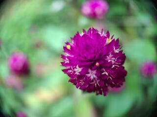Vibrant Purple Globe FlowerA striking close-up of a vivid purple Globe Amaranth (Gomphrena) flower, showcasing its unique, spherical shape and intricate texture.