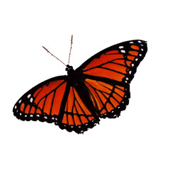 butterfly on white background