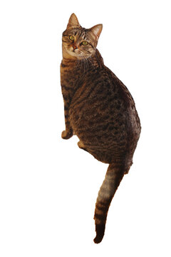 cat looking back with white background