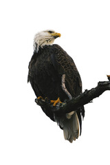 american eagle white background