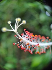 Close-Up of Vibrant Hibiscus Stigma and Anthers on Blurred Green Background