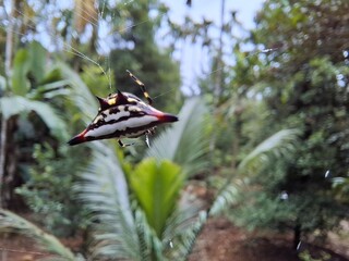 Close-Up of a Colorful Spiny Orb-Weaver Spider with Vibrant Jungle Background