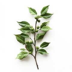 Fresh arabica coffee plant branch featuring unripe green cherries