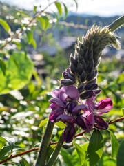 里山に咲く葛の花