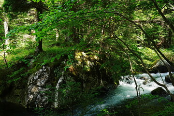Myojin Pond or Myojinike at Kamikochi in Nagano, Japan - 日本 長野 上高地 明神池

