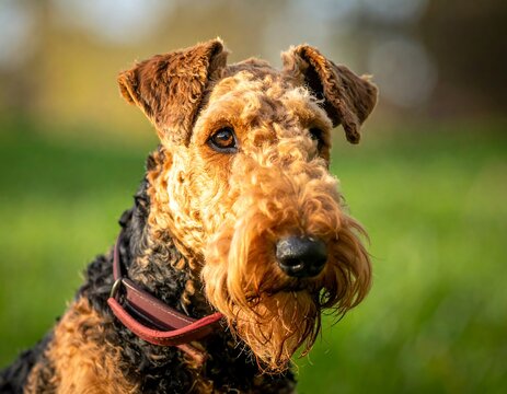 Close-up portrait of a curly-coated dog