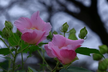 日本の美を象徴する花