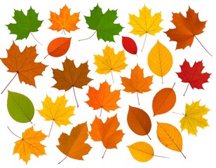 Fototapeta premium Colorful autumn leaves