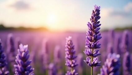 Fototapeta premium a picturesque view of a lavender field in bloom. The image captures the essence of tranquility, with the purple flowers bathed in the warm glow of the setting sun.