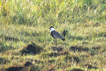 Solitary Spur-winged Lapwing  Standing in a Dry Open Field with Sparse Grass Under Sunlight