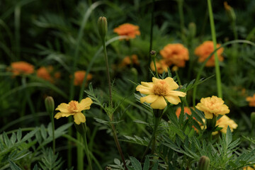 The peacock grass in the garden blooms with golden flowers, belonging to the Asteraceae and Marigold genera