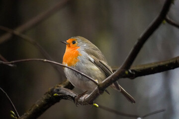 Close up of a European Robin (Erithacus rubecula) resting on a tree branch, soft dark forest background.