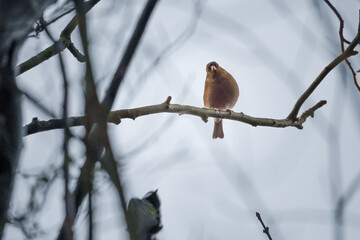 Fototapeta premium Chaffinch (Fringilla coelebs) perched and looking at you on bare tree branch against overcast grey sky.