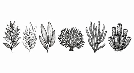 Exquisite collection of detailed marine flora and fauna illustrations, perfect for educational and decorative use
